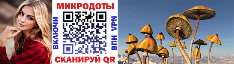 купить наркотик  Димитровград  Псилоцибиновые грибы мицелий 