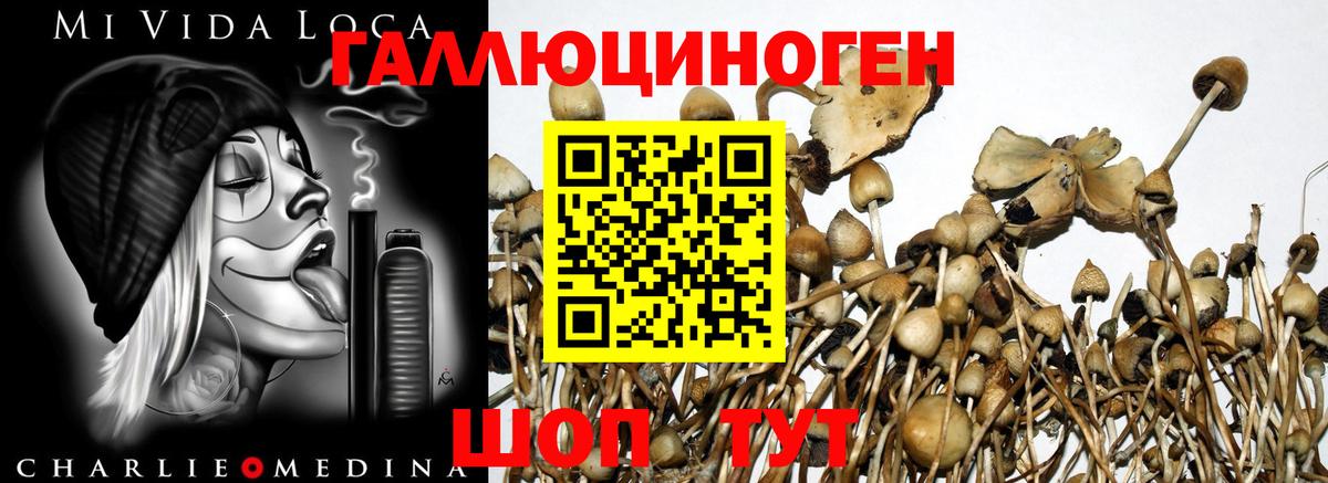 Псилоцибиновые грибы Psilocybine cubensis  Вход с VPN  Димитровград  Псилоцибиновые грибы Psilocybe 